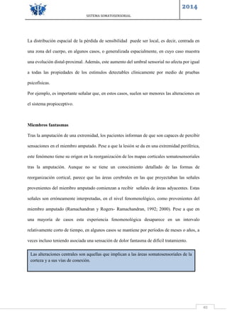 SISTEMA SOMATOSENSORIAL
2014
40
La distribución espacial de la pérdida de sensibilidad puede ser local, es decir, centrada en
una zona del cuerpo, en algunos casos, o generalizada espacialmente, en cuyo caso muestra
una evolución distal-proximal. Además, este aumento del umbral sensorial no afecta por igual
a todas las propiedades de los estímulos detectables clínicamente por medio de pruebas
psicofísicas.
Por ejemplo, es importante señalar que, en estos casos, suelen ser menores las alteraciones en
el sistema propioceptivo.
Miembros fantasmas
Tras la amputación de una extremidad, los pacientes informan de que son capaces de percibir
sensaciones en el miembro amputado. Pese a que la lesión se da en una extremidad periférica,
este fenómeno tiene su origen en la reorganización de los mapas corticales somatosensoriales
tras la amputación. Aunque no se tiene un conocimiento detallado de las formas de
reorganización cortical, parece que las áreas cerebrales en las que proyectaban las señales
provenientes del miembro amputado comienzan a recibir señales de áreas adyacentes. Estas
señales son erróneamente interpretadas, en el nivel fenomenológico, como provenientes del
miembro amputado (Ramachandran y Rogers- Ramachandran, 1992; 2000). Pese a que en
una mayoría de casos esta experiencia fenomenológica desaparece en un intervalo
relativamente corto de tiempo, en algunos casos se mantiene por períodos de meses o años, a
veces incluso teniendo asociada una sensación de dolor fantasma de difícil tratamiento.
Las alteraciones centrales son aquellas que implican a las áreas somatosensoriales de la
corteza y a sus vías de conexión.
 