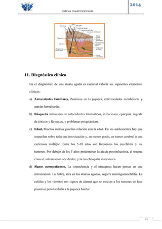 SISTEMA SOMATOSENSORIAL
2014
45
11. Diagnóstico clínico
En el diagnóstico de una ataxia aguda es esencial valorar los siguientes elementos
clínicos:
a) Antecedentes familiares, Positivos en la jaqueca, enfermedades metabólicas y
ataxias hereditarias.
b) Búsqueda minuciosa de antecedentes traumáticos, infecciosos, epilepsia, ingesta
de tóxicos y fármacos, y problemas psiquiátricos.
c) Edad, Muchas ataxias guardan relación con la edad. En los adolescentes hay que
sospechar sobre todo una intoxicación y, en menor grado, un tumor cerebral o una
esclerosis múltiple. Entre los 5-10 años son frecuentes las encefalitis y los
tumores. Por debajo de los 5 años predominan la ataxia postinfecciosa, el trauma
craneal, intoxicación accidental, y la encefalopatía mioclónica.
d) Signos acompañantes, La somnolencia y el nistagmus hacen pensar en una
intoxicación. La fiebre, rara en las ataxias agudas, sugiere meningoencefalitis. La
cefalea y los vómitos son signos de alarma que se asocian a los tumores de fosa
posterior pero también a la jaqueca basilar.
 