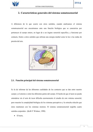 SISTEMA SOMATOSENSORIAL
2014
9
2. Características generales del sistema somatosensorial
A diferencia de lo que ocurre con otros sentidos, cuando analizamos el sistema
somatosensorial nos encontramos ante una función biológica que se caracteriza por
pertenecer al cuerpo entero, en lugar de a un órgano sensorial específico, y funcionar por
contacto, frente a otros sentidos que utilizan una energía medial como la luz o las ondas de
presión del aire.
2.1. Función principal del sistema somatosensorial
Es la de informar de las diferentes cualidades de los contactos que se dan entre nuestro
cuerpo y el entorno o entre las diferentes partes del cuerpo. El hecho de que el tacto no pueda
entenderse sin el acto de tocar dificulta enormemente el estudio de este sistema sensorial,
pero muestra la complejidad biológica de los sistemas perceptivos y la estrecha relación que
éstos mantienen con los sistemas motores. El sistema somatosensorial engloba cuatro
sentidos corporales: (Kolb Y Wishaw, 1990)
 El tacto,
 