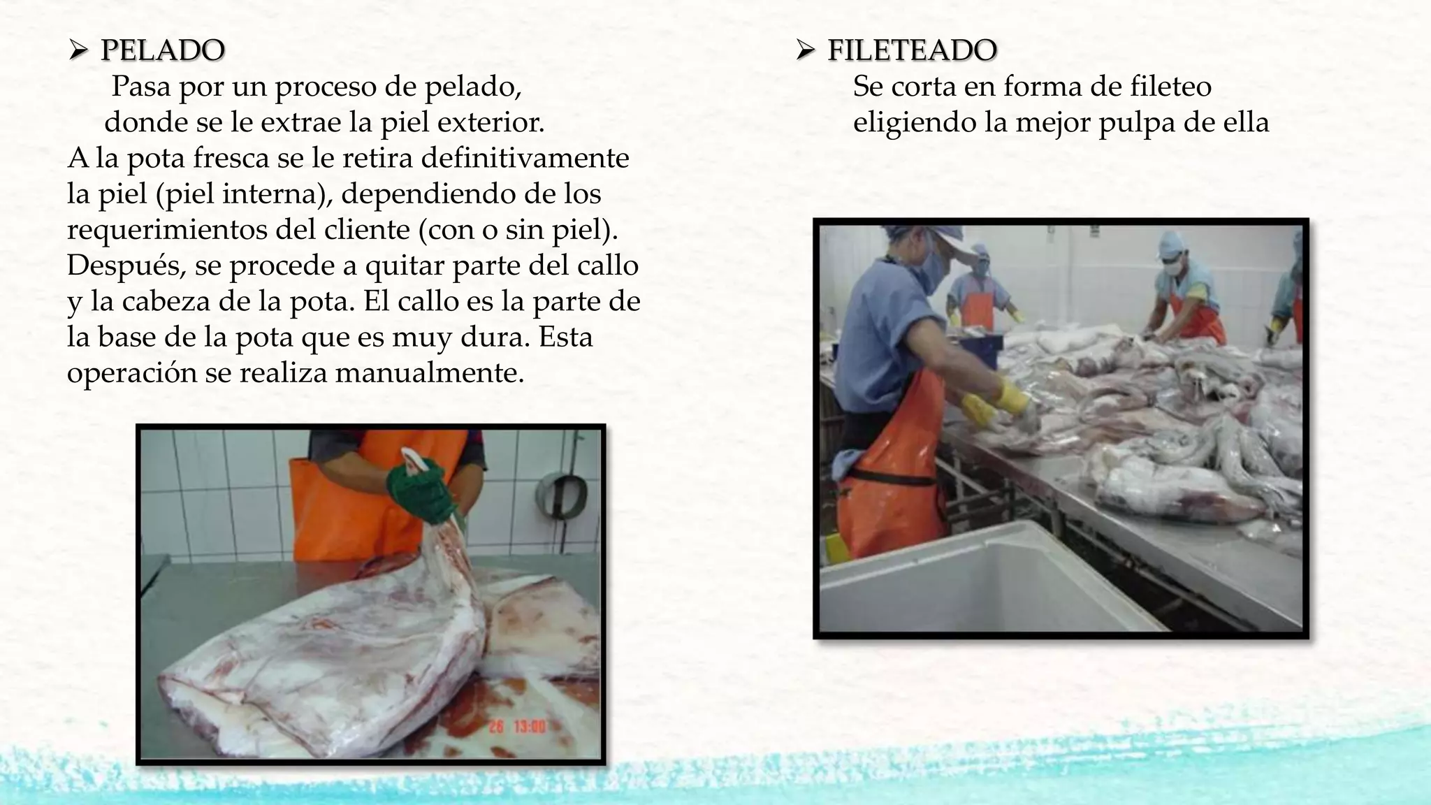  PELADO
Pasa por un proceso de pelado,
donde se le extrae la piel exterior.
A la pota fresca se le retira definitivamente
la piel (piel interna), dependiendo de los
requerimientos del cliente (con o sin piel).
Después, se procede a quitar parte del callo
y la cabeza de la pota. El callo es la parte de
la base de la pota que es muy dura. Esta
operación se realiza manualmente.
 FILETEADO
Se corta en forma de fileteo
eligiendo la mejor pulpa de ella
 