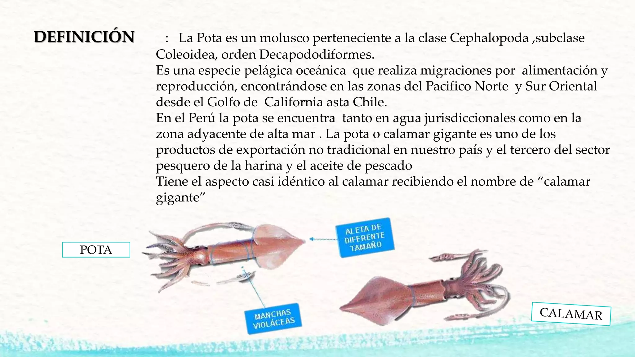 DEFINICIÓN : La Pota es un molusco perteneciente a la clase Cephalopoda ,subclase
Coleoidea, orden Decapododiformes.
Es una especie pelágica oceánica que realiza migraciones por alimentación y
reproducción, encontrándose en las zonas del Pacifico Norte y Sur Oriental
desde el Golfo de California asta Chile.
En el Perú la pota se encuentra tanto en agua jurisdiccionales como en la
zona adyacente de alta mar . La pota o calamar gigante es uno de los
productos de exportación no tradicional en nuestro país y el tercero del sector
pesquero de la harina y el aceite de pescado
Tiene el aspecto casi idéntico al calamar recibiendo el nombre de “calamar
gigante”
POTA
 