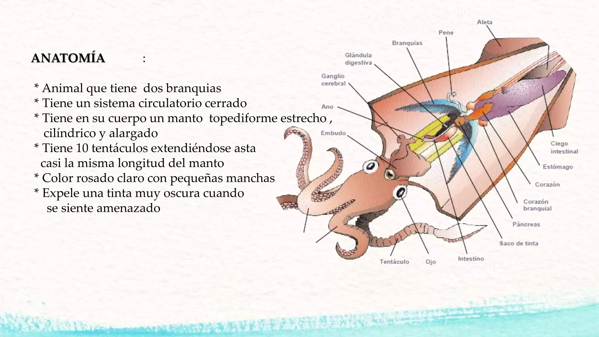 ANATOMÍA :
* Animal que tiene dos branquias
* Tiene un sistema circulatorio cerrado
* Tiene en su cuerpo un manto topediforme estrecho ,
cilíndrico y alargado
* Tiene 10 tentáculos extendiéndose asta
casi la misma longitud del manto
* Color rosado claro con pequeñas manchas
* Expele una tinta muy oscura cuando
se siente amenazado
 