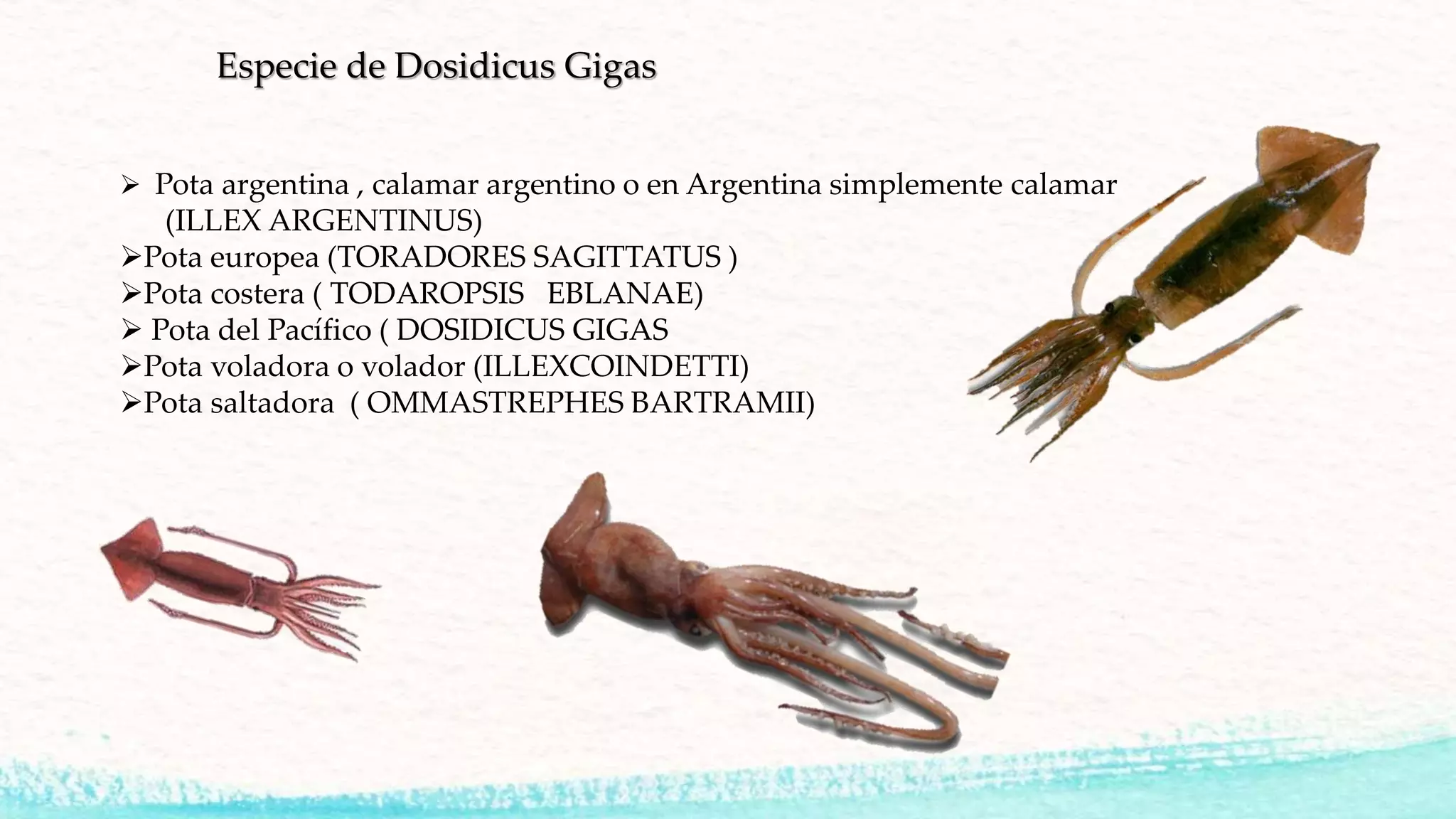 Especie de Dosidicus Gigas
 Pota argentina , calamar argentino o en Argentina simplemente calamar
(ILLEX ARGENTINUS)
Pota europea (TORADORES SAGITTATUS )
Pota costera ( TODAROPSIS EBLANAE)
 Pota del Pacífico ( DOSIDICUS GIGAS
Pota voladora o volador (ILLEXCOINDETTI)
Pota saltadora ( OMMASTREPHES BARTRAMII)
 