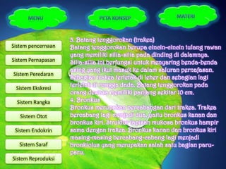 3. Batang tenggorokan (trakea)
Sistem pencernaan   Batang tenggorokan berupa cincin-cincin tulang rawan
                    yang memiliki silia-silia pada dinding di dalamnya.
Sistem Pernapasan   Silia-silia ini berfungsi untuk menyaring benda-benda
                    asing yang ikut masuk ke dalam saluran pernafasan.
Sistem Peredaran
                    Sebagian trakea terletak di leher dan sebagian lagi
 Sistem Ekskresi
                    terletak di rongga dada. Batang tenggorokan pada
                    orang dewasa memiliki panjang sekitar 10 cm.
  Sistem Rangka     4. Bronkus
                    Bronkus merupakan percabangan dari trakea. Trakea
   Sistem Otot      bercabang lagi menjadi dua, yaitu bronkus kanan dan
                    bronkus kiri. Struktur lapisan mukosa bronkus hampir
 Sistem Endokrin    sama dengan trakea. Bronkus kanan dan bronkus kiri
                    masing-masing bercabang-cabang lagi menjadi
   Sistem Saraf     bronkiolus yang merupakan salah satu bagian paru-
                    paru.
Sistem Reproduksi
 