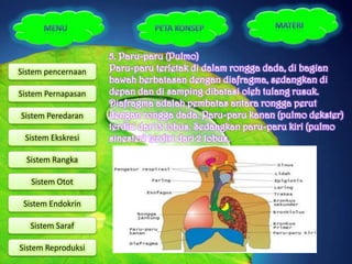 5. Paru-paru (Pulmo)
Sistem pencernaan   Paru-paru terletak di dalam rongga dada, di bagian
                    bawah berbatasan dengan diafragma, sedangkan di
Sistem Pernapasan   depan dan di samping dibatasi oleh tulang rusuk.
                    Diafragma adalah pembatas antara rongga perut
Sistem Peredaran    dengan rongga dada. Paru-paru kanan (pulmo dekster)
                    terdiri dari 3 lobus. Sedangkan paru-paru kiri (pulmo
 Sistem Ekskresi    sinester) terdiri dari 2 lobus.

  Sistem Rangka

   Sistem Otot

 Sistem Endokrin

   Sistem Saraf

Sistem Reproduksi
 