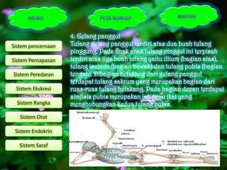 4. Gelang panggul
Sistem pencernaan   Tulang gelang panggul terdiri atas dua buah tulang
                    pinggung. Pada anak anak tulang pinggul ini terpisah
Sistem Pernapasan   terdiri atas tiga buah tulang yaitu illium (bagian atas),
                    tulang ischiun (bagian bawah) dan tulang pubis (bagian
Sistem Peredaran    tengah). Dibagian belakang dari gelang panggul
                    terdapat tulang sakrum yang merupakan bagian dari
 Sistem Ekskresi    ruas-ruas tulang belakang. Pada bagian depan terdapat
                    simfisis pubis merupakan jaringan ikat yang
  Sistem Rangka     menghubungkan kedua tulang pubis.
   Sistem Otot

 Sistem Endokrin

   Sistem Saraf
 