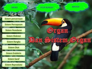Sistem pencernaan

Sistem Pernapasan

Sistem Peredaran

 Sistem Ekskresi

  Sistem Rangka

   Sistem Otot

 Sistem Endokrin

   Sistem Saraf

Sistem Reproduksi
 