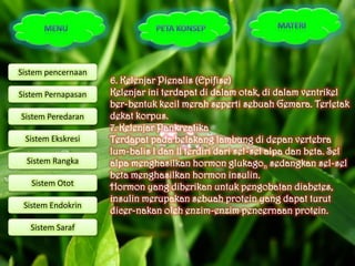 Sistem pencernaan
                    6. Kelenjar Pienalis (Epifise)
Sistem Pernapasan   Kelenjar ini terdapat di dalam otak, di dalam ventrikel
                    ber-bentuk kecil merah seperti sebuah Gemara. Terletak
Sistem Peredaran    dekat korpus.
                    7. Kelenjar Pankreatika
 Sistem Ekskresi    Terdapat pada belakang lambung di depan vertebra
                    lum-balis I dan II terdiri dari sel-sel alpa dan beta. Sel
  Sistem Rangka     alpa menghasilkan hormon glukagon sedangkan sel-sel
                    beta menghasilkan hormon insulin.
   Sistem Otot      Hormon yang diberikan untuk pengobatan diabetes,
                    insulin merupakan sebuah protein yang dapat turut
 Sistem Endokrin
                    dicer-nakan oleh enzim-enzim pencernaan protein.
   Sistem Saraf
 