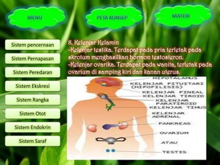 Sistem pencernaan   8. Kelenjar Kelamin
                    -Kelenjar testika. Terdapat pada pria terletak pada
Sistem Pernapasan   skrotum menghasilkan hormon testosteron.
                    -Kelenjar ovarika. Terdapat pada wanita, terletak pada
Sistem Peredaran    ovarium di samping kiri dan kanan uterus.

 Sistem Ekskresi

  Sistem Rangka

   Sistem Otot

 Sistem Endokrin

   Sistem Saraf
 