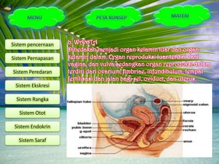 Sistem pencernaan   b. WANITA
                    Dibedakan menjadi organ kelamin luar dan organ
Sistem Pernapasan   kelamin dalam. Organ reproduksi luar terdiri dari
                    vagina, dan vulva sedangkan organ reproduksi dalam
Sistem Peredaran    terdiri dari ovarium, fimbriae, infundibulum, tempat
                    fertilisasi dan jalan bagi sel, oviduct, dan uterus.
 Sistem Ekskresi

  Sistem Rangka

   Sistem Otot

 Sistem Endokrin

   Sistem Saraf
 