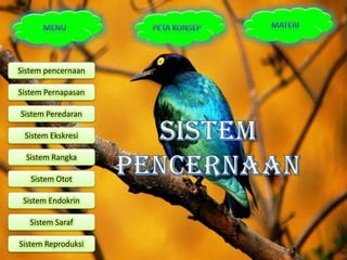 Sistem pencernaan

Sistem Pernapasan

Sistem Peredaran

 Sistem Ekskresi

  Sistem Rangka

   Sistem Otot

 Sistem Endokrin

   Sistem Saraf

Sistem Reproduksi
 