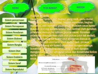 5.USUS BESAR
Sistem pencernaan   Usus besar terdiri dari bagian yang naik, yaitu mulai
                    dari usus buntu (apendiks), bagian mendatar, bagian
Sistem Pernapasan   menurun, dan berakhir pada anus. Didalam usus besar
                    fases di dorong secara teratur dan lambat oleh gerakan
Sistem Peredaran    pristalsis menuju ke rektum (poros usus). Gerakan
                    pristalsis dikendalikan oleh otot polos (otot tak sadar).
 Sistem Ekskresi    Pada saat buang air besar otot sfingeres dianus di
                    pengaruhi oleh otot lurik (otot sadar) jadi, proses
  Sistem Rangka     defekasi (buang air besar) dilakukan dengan adanya
                    konstrasi otot dinding perut yang di ikuti dengan
   Sistem Otot      mengendurnya otot sfingeter anus dan konstraksi kolon
                    serta rektum, akibatnya fares dapat terdorong keluar
 Sistem Endokrin
                    anus.
   Sistem Saraf

Sistem Reproduksi
 