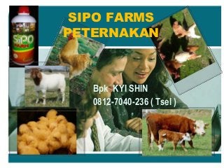 SIPO FARMS
PETERNAKAN
Bpk KYI SHIN
0812-7040-236 ( Tsel )
 