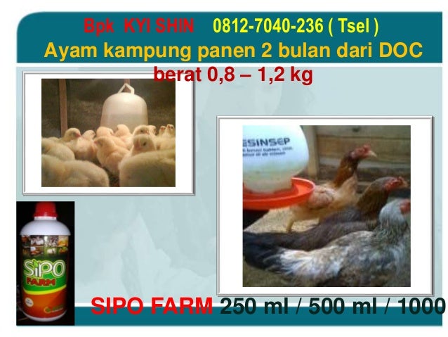 0812 7040 236 Tsel Pupuk Hidroponik Pupuk Anggrek 