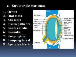 Palbebral Injection Anatomi Sistem Sensorik | PPTX