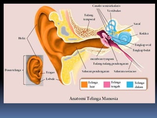 Anatomi Sistem Sensorik | PPT