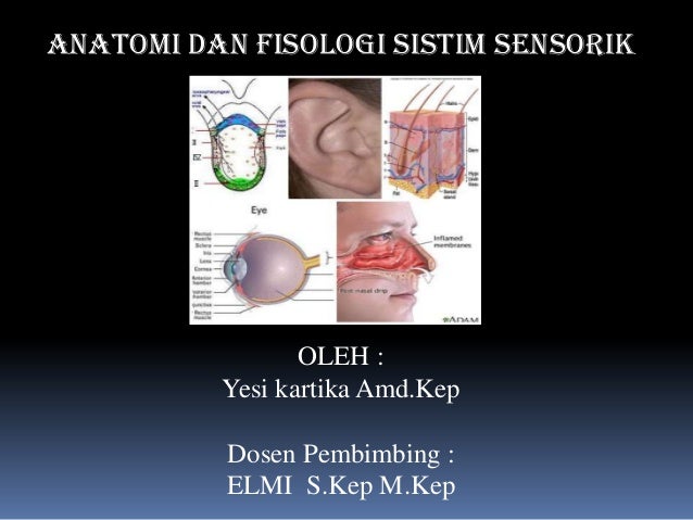 Gambar Anatomi Sistem Sensorik