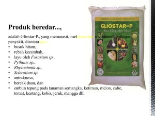 adalah Gliostar-P., yang memarasit, melawan atau membunuh pathogen
penyakit, diantaranya :
• busuk hitam,
• rebah kecambah,
• layu oleh Fusarium sp.,
• Pythium sp.,
• Rhyzoctonia sp.,
• Sclerotium sp.
• antraknosa,
• bercak daun, dan
• embun tepung pada tanaman semangka, ketimun, melon, cabe,
tomat, kentang, kobis, jeruk, mangga dll.
Produk beredar...,
 