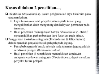 Kasus didalam 2 penelitian...,
Efektifitas Gliocladium sp. dalam pengendalian layu Fusarium pada
tanaman krisan.
 Layu fusarium adalah penyakit utama pada krisan yang
mengakibatkan daun menguning dan kelayuan permanen pada
tanaman.
 Hasil penelitian menunjukkan bahwa Gliocladium sp. efektif
mengendalikan perkembangan layu fusarium pada krisan.
Penggunaan inokulum antagonis (Trichoderma & Gliocladium)
dalam menekan penyakit busuk pelepah pada jagung.
 Penyebab penyakit busuk pelepah pada tanaman jagung adalah
cendawan patogen Rhizoctonia solani.
 Hasil penelitian di rumah kaca menunjukkan cendawan
antagonis cendawan antagonis Gliocladium sp. dapat menekan
penyakit busuk pelepah
 