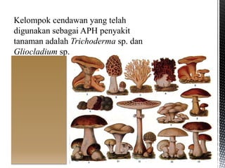 Kelompok cendawan yang telah
digunakan sebagai APH penyakit
tanaman adalah Trichoderma sp. dan
Gliocladium sp.
 