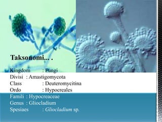 Kingdom : Fungi
Divisi : Amastigomycota
Class : Deuteromycitina
Ordo : Hypocreales
Famili : Hypocreaceae
Genus : Gliocladium
Spesiaes : Gliocladium sp.
Taksonomi... .
 