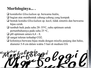 Morfologinya... .
 konidiofor Gliocladium sp. berwarna hialin,
 bagian atas membentuk cabang-cabang yang kompak
 bentuk konidia Gliocladium sp. kecil, tidak simetris dan berwarna
hijau cerah.
 tumbuh baik pada suhu 20–35oC, suhu optimum untuk
pertumbuhannya pada suhu 25 oC,
 pH optimum antara 6,4 – 8.
 sangat toleran terhadap CO2.
 koloninya berwana hijau muda dengan miselia panjang dan halus,
diameter 5-8 cm dalam waktu 5 hari di medium OA
 