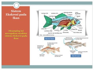 900+ Ikan Air Laut Memiliki Glomerulus Berukuran Kecil Terbaru