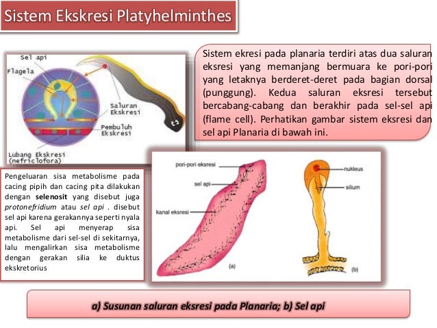 65 Gambar Sistem Ekskresi Cacing Pipih Terbaik 65 Gambar Sistem Ekskresi Cacing Pipih Terbaik
