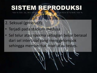 2. Seksual (generatif)
• Terjadi pada stadium medusa
• Sel telur atau sperma sebagian besar berasal
dari sel intertisial yang menggelompok
sehingga membentuk ovari atau testes.
SISTEM REPRODUKSI
 