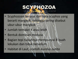 SCYPHOZOA
• Scyphozoan berasal dari kata scyphos yang
berarti mangkok, sehingga sering disebut
ubur-ubur mangkok
• Jumlah tentakel 4 atau lebih
• Bentuk dominan medusa
• Bagian tepi tubuhnya mempunyai 8 buah
lekukan dan tidak bervelum
• Habitat di Laut, contoh Aurelia aurita
 