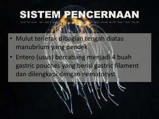 SISTEM PENCERNAAN
• Mulut terletak dibagian tengah diatas
manubrium yang pendek
• Entero (usus) bercabang menjadi 4 buah
gastric pouches yang berisi gastric filament
dan dilengkapi dengan nematocyst
 
