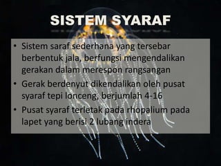 SISTEM SYARAF
• Sistem saraf sederhana yang tersebar
berbentuk jala, berfungsi mengendalikan
gerakan dalam merespon rangsangan
• Gerak berdenyut dikendalikan oleh pusat
syaraf tepi lonceng, berjumlah 4-16
• Pusat syaraf terletak pada rhopalium pada
lapet yang berisi 2 lubang indera
 