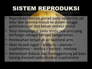 SISTEM REPRODUKSI
• Reproduksi diocius,gonad pada epidermis.sel
telur dan sperma masuk ke dalam rongga
gastrovascular dan keluar melalui mulut.
• Telur menyangkut pada renda oral arm yang
berfungsi sebagai tempat pengeraman.
• Pembuahan terjadi di air laut/oral arm.
• Akan terjadi zygot – blastula – planula –
scyphistoma – storbia – ephyra - medusa
• Menempel didasar laut/menggantung pd batu
karang menjadi polip disebut scyphistoma
 