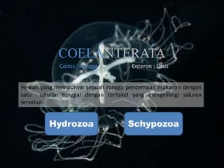 COELANTERATA
Coilos : Rongga Enteron : Usus
Hewan yang mempunyai sebuah rongga pencernaan makanan dengan
satu saluran tunggal dengan tentakel yang mengelilingi saluran
tersebut
Hydrozoa Schypozoa
 