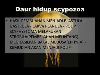 Daur hidup scypozoa
• HASIL PEMBUAHAN MENJADI BLASTULA –
GASTRULA - LARVA PLANULA - POLIP
SCYPHYSTOMA MELAKUKAN
STROBILA(PEMBELAHAN MELINTANG) -
MEGHASILKAN BAKAL MEDUSA(EPHYRA) -
KEMUDIAN AKAN MENJADI POLIP
 