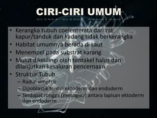 CIRI-CIRI UMUM
• Kerangka tubuh coelenterata dari zat
kapur/tanduk dan kadang tidak berkerangka
• Habitat umumnya berada di Laut
• Menempel pada substrat karang
• Mulut dikelilingi oleh tentakel halus dan
dilanjutkan kesaluran pencernaan
• Struktur Tubuh
– Radial simetris
– Dipoblastik terdiri ektoderm dan endoderm
– Terdapat rongga (mesoglea) antara lapisan ektoderm
dan endoderm
 