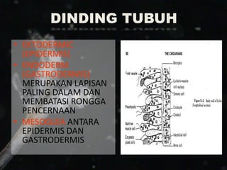 DINDING TUBUH
• EKTODERMIC
(EPIDERMIS)
• ENDODERM
(GASTRODERMIS)
MERUPAKAN LAPISAN
PALING DALAM DAN
MEMBATASI RONGGA
PENCERNAAN
• MESOGLEA ANTARA
EPIDERMIS DAN
GASTRODERMIS
 