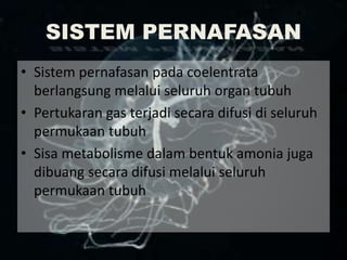 SISTEM PERNAFASAN
• Sistem pernafasan pada coelentrata
berlangsung melalui seluruh organ tubuh
• Pertukaran gas terjadi secara difusi di seluruh
permukaan tubuh
• Sisa metabolisme dalam bentuk amonia juga
dibuang secara difusi melalui seluruh
permukaan tubuh
 
