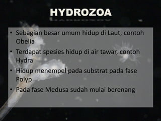 HYDROZOA
• Sebagian besar umum hidup di Laut, contoh
Obelia
• Terdapat spesies hidup di air tawar, contoh
Hydra
• Hidup menempel pada substrat pada fase
Polyp
• Pada fase Medusa sudah mulai berenang
 