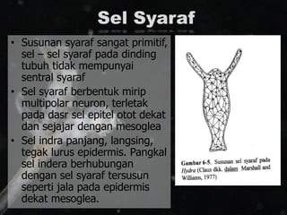 Sel Syaraf
• Susunan syaraf sangat primitif,
sel – sel syaraf pada dinding
tubuh tidak mempunyai
sentral syaraf
• Sel syaraf berbentuk mirip
multipolar neuron, terletak
pada dasr sel epitel otot dekat
dan sejajar dengan mesoglea
• Sel indra panjang, langsing,
tegak lurus epidermis. Pangkal
sel indera berhubungan
dengan sel syaraf tersusun
seperti jala pada epidermis
dekat mesoglea.
 