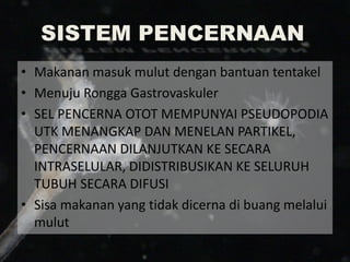 SISTEM PENCERNAAN
• Makanan masuk mulut dengan bantuan tentakel
• Menuju Rongga Gastrovaskuler
• SEL PENCERNA OTOT MEMPUNYAI PSEUDOPODIA
UTK MENANGKAP DAN MENELAN PARTIKEL,
PENCERNAAN DILANJUTKAN KE SECARA
INTRASELULAR, DIDISTRIBUSIKAN KE SELURUH
TUBUH SECARA DIFUSI
• Sisa makanan yang tidak dicerna di buang melalui
mulut
 