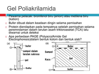 Gel Poliakrilamida
 Pewarna pelacak: bromfenol biru (anion) atau metilena biru
(kation)
 Bufer dibuat dalam keadaan dingin selama pemisahan
 Protein diendapkan pada tempatnya setelah pemisahan selama
peremndaman dalam larutan asam trikloroasetat (TCA) lalu
diwarnai untuk deteksi
 Apa perbedaan PAGE (PolyacrylAmide Gel
Electrophoresis)dalam bentuk kolom dan bentuk slab?
 