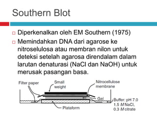 Southern Blot
 Diperkenalkan oleh EM Southern (1975)
 Memindahkan DNA dari agarose ke
nitroselulosa atau membran nilon untuk
deteksi setelah agarosa direndalam dalam
larutan denaturasi (NaCl dan NaOH) untuk
merusak pasangan basa.
 