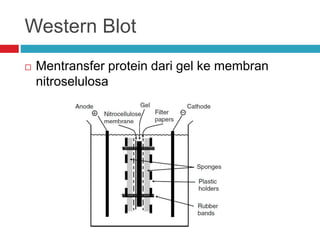 Western Blot
 Mentransfer protein dari gel ke membran
nitroselulosa
 