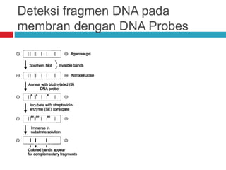 Deteksi fragmen DNA pada
membran dengan DNA Probes
 