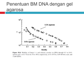 Penentuan BM DNA dengan gel
agarosa
 