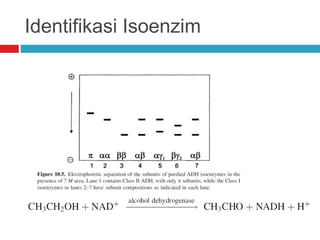 Identifikasi Isoenzim
 