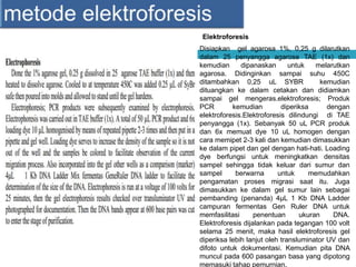 Elektroforesis
Disiapkan gel agarosa 1%, 0,25 g dilarutkan
dalam 25 penyangga agarose TAE (1x) dan
kemudian dipanaskan untuk melarutkan
agarosa. Didinginkan sampai suhu 450C
ditambahkan 0,25 uL SYBR kemudian
dituangkan ke dalam cetakan dan didiamkan
sampai gel mengeras.elektroforesis; Produk
PCR kemudian diperiksa dengan
elektroforesis.Elektroforesis dilindungi di TAE
penyangga (1x). Sebanyak 50 uL PCR produk
dan 6x memuat dye 10 uL homogen dengan
cara memipet 2-3 kali dan kemudian dimasukkan
ke dalam pipet dan gel dengan hati-hati. Loading
dye berfungsi untuk meningkatkan densitas
sampel sehingga tidak keluar dari sumur dan
sampel berwarna untuk memudahkan
pengamatan proses migrasi saat itu. Juga
dimasukkan ke dalam gel sumur lain sebagai
pembanding (penanda) 4μL 1 Kb DNA Ladder
campuran fermentas Gen Ruler DNA untuk
memfasilitasi penentuan ukuran DNA.
Elektroforesis dijalankan pada tegangan 100 volt
selama 25 menit, maka hasil elektroforesis gel
diperiksa lebih lanjut oleh transluminator UV dan
difoto untuk dokumentasi. Kemudian pita DNA
muncul pada 600 pasangan basa yang dipotong
memasuki tahap pemurnian.
 