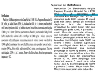 Pemurnian Gel Elektroforesis
Memurnikan Gel Elektroforesis dengan
Fragmen Ekstraksi GeneAid Gel / PCR
DNA Kit DF penyangga gel
menambahkan Potongan dari 300 uL ,
diinkubasi pada 600C selama 15 menit
pada blok panas sampai gel kemudian
dispindown larut dan kemudian
dimasukkan ke dalam kolom filter dan
disentrifugasi pada 13000 x g selama 1
menit . Kemudian supernatan dibuang ,
dan kemudian menambahkan 600 mL
mencuci penyangga ke dalam kolom filter
kemudian disentrifugasi pada 13000 xg
selama 1 menit , lepaskan supernatan
dan sentrifugasi dalam kolom kosong
untuk menghilangkan sisa mencuci
penyangga di 13000 xg selama 3 menit
dan kemudian memindahkan kolom filter
ke eppendorf baru dan ditambahkan
larutan 40 mL lotion penyangga dan
diinkubasi selama 5 menit pada suhu
kamar . saat itu disentrifugasi pada 13000
x g selama 2 menit . Hapus kolom filter.
Menyimpan supernatan pada suhu 40 c.
 