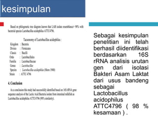 Sebagai kesimpulan
penelitian ini telah
berhasil diidentifikasi
berdasarkan 16S
rRNA analisis urutan
gen dari isolasi
Bakteri Asam Laktat
dari usus bandeng
sebagai
Lactobacillus
acidophilus
ATTC4796 ( 98 %
kesamaan ) .
 